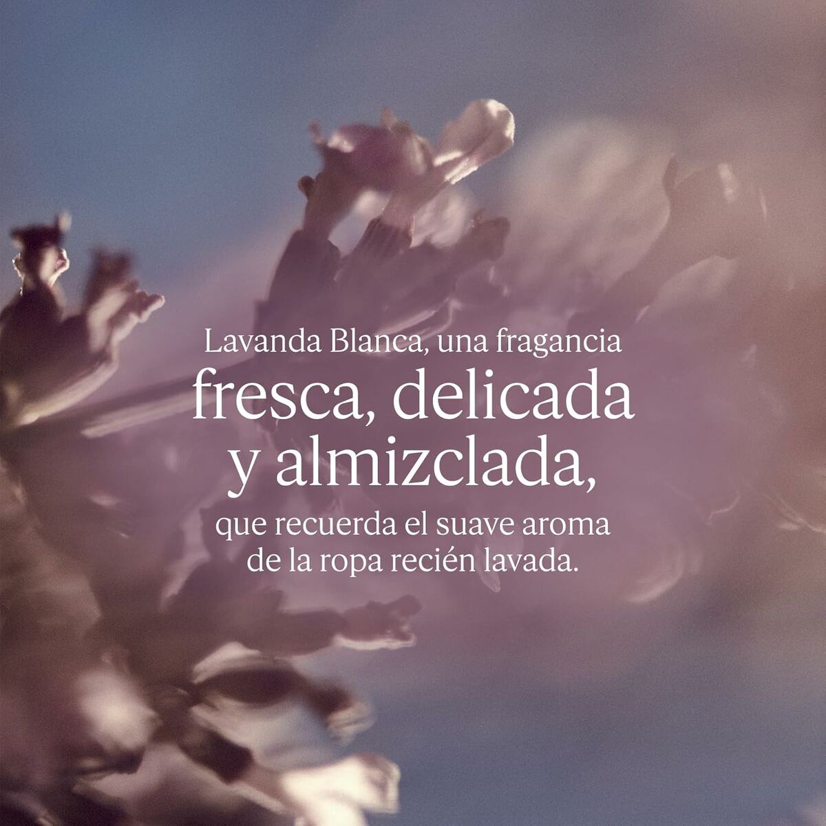 Women's Perfume L'Occitane En Provence LAVANDE 50 ml by L'Occitane En Provence