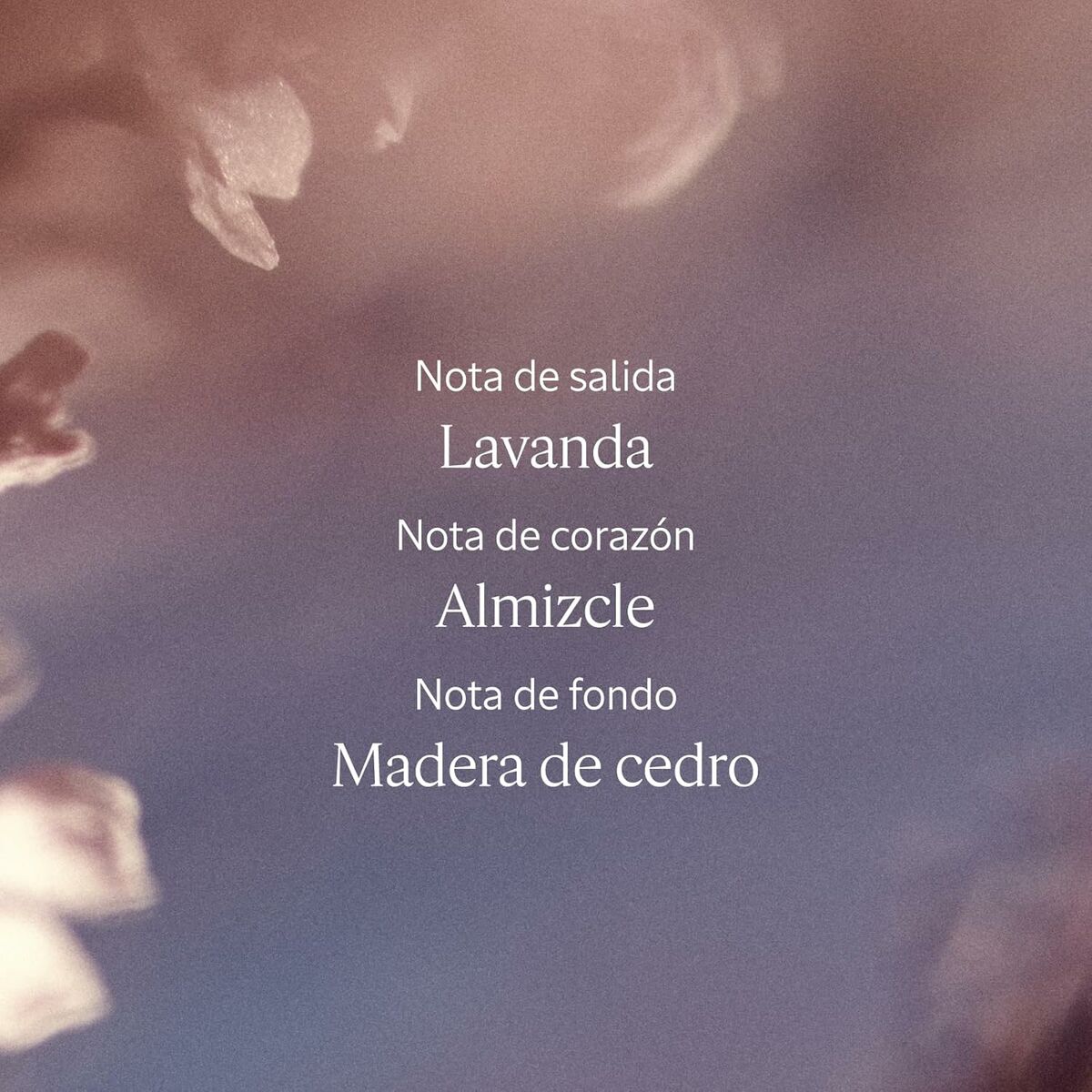 Women's Perfume L'Occitane En Provence LAVANDE 50 ml by L'Occitane En Provence